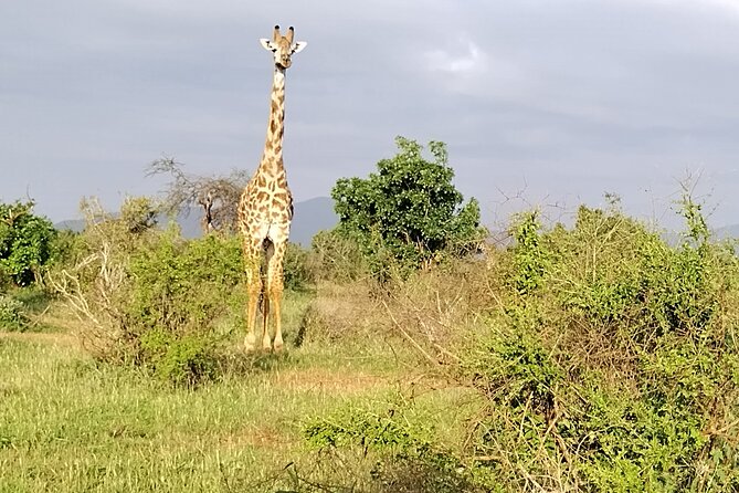 3 Days Safari Tsavo West and Tsavo East - Cancellation Policy Details