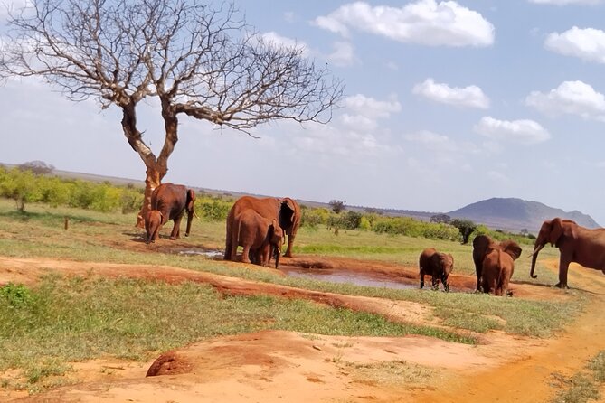 3 Days Safari Tsavo West and Tsavo East - Availability and Time Slot Selection