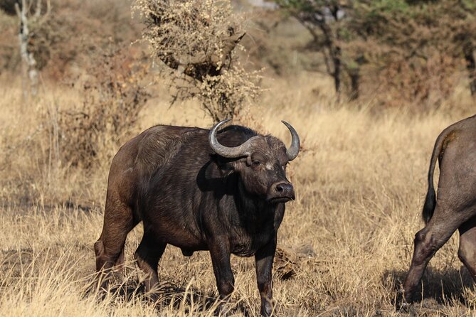 3 Days Safaris Luxury Serengeti Tanzania - Good To Know