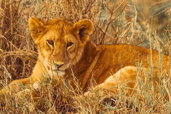 3 Days Safaris Luxury Serengeti Tanzania - Accommodation and Amenities