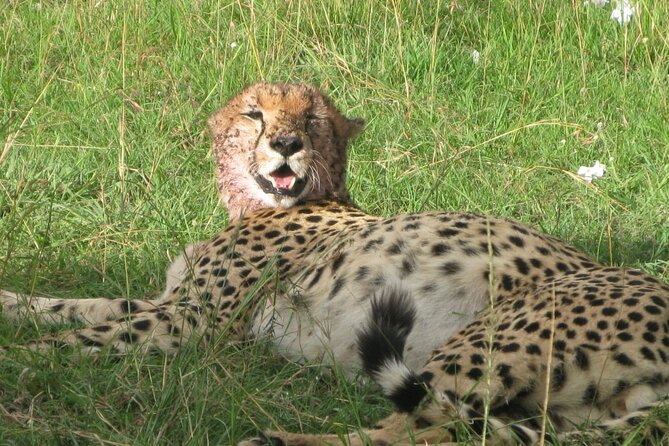 3 Days Safaris Tsavo East National Park and Taita Hills Saltlick - Meals and Dining Options