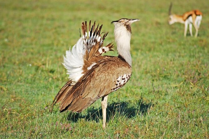 3 Days Safaris Tsavo East National Park and Taita Hills Saltlick - Safari Activities Included