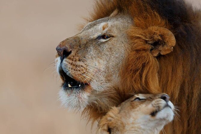 3 Days Safaris Tsavo East National Park and Taita Hills Saltlick - Optional Excursions