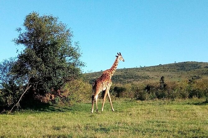 3 Days Samburu National Park Private Safari All Inclusive - Good To Know