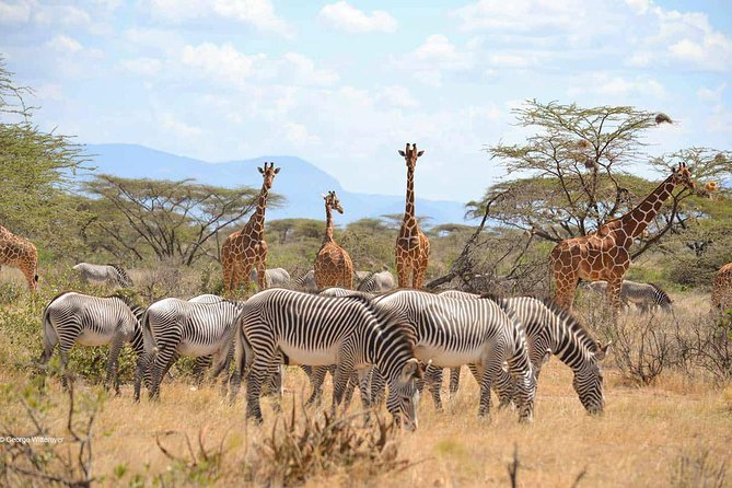 3 Days Samburu National Reserve - Good To Know