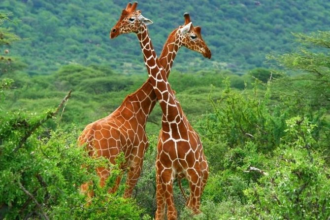 3 Days Samburu National Reserve - Cultural Experiences