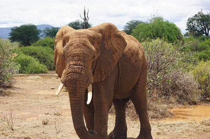 3 Days Samburu National Reserve Safari - Good To Know