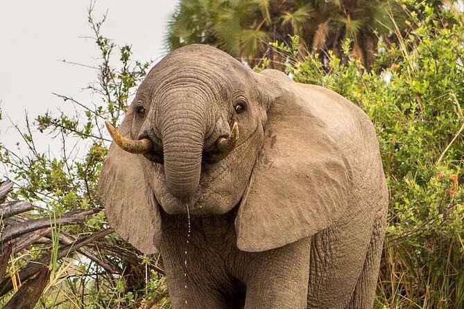 3 Days Selous Game Reserve Adventure (Fly In) - Good To Know