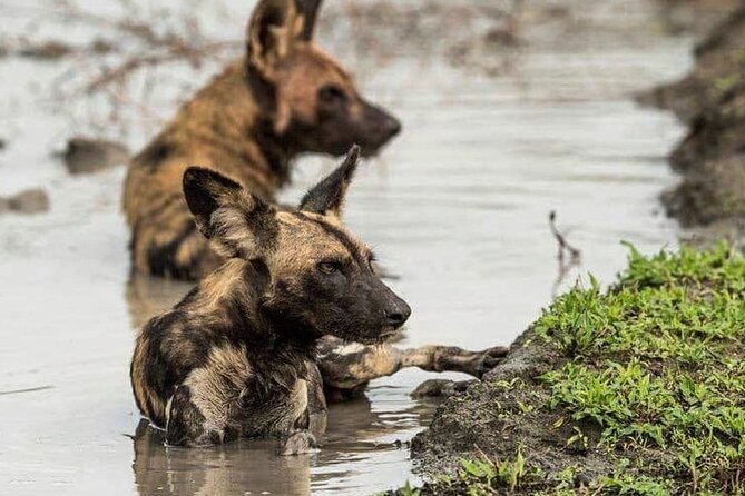 3 Days Selous Game Reserve Adventure (Fly In) - Accommodation Details