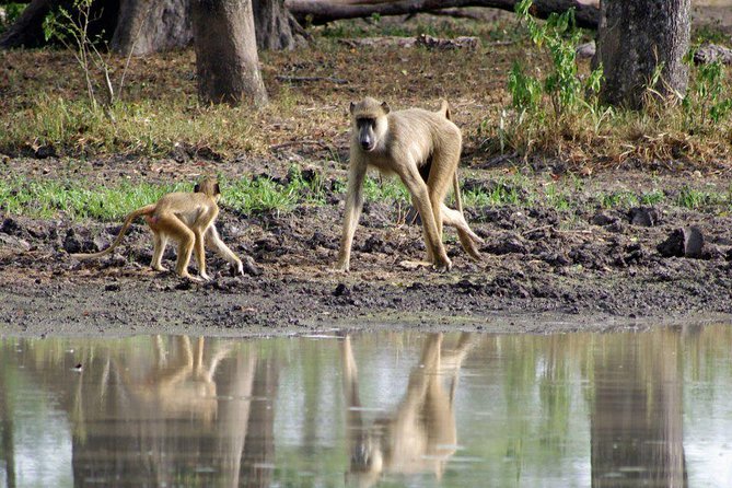 3 Days Selous Game Reserve Driver From Dar Es Salaam - What To Expect
