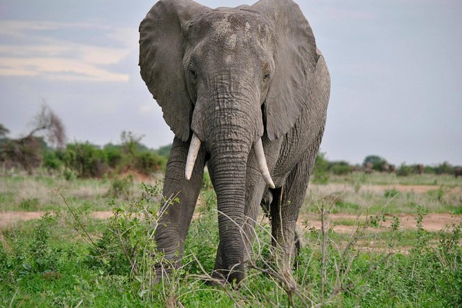 3 Days Selous Game Reserve Driver From Dar Es Salaam - Price and Booking