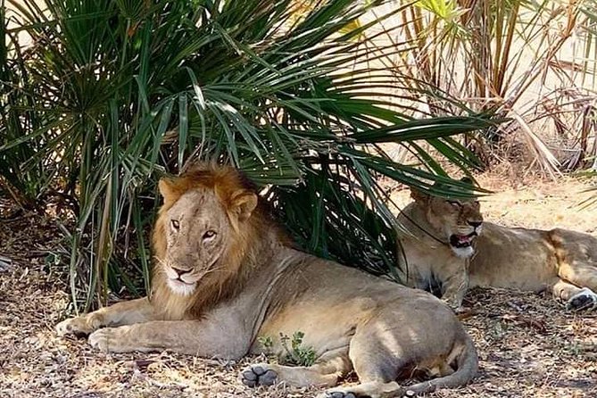 3 Days Selous Game Reserve Driver From Dar Es Salaam - Reviews