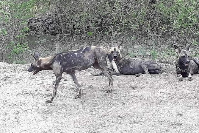 3 Days Selous Game Reserve Driver From Dar Es Salaam - Tour Inclusions
