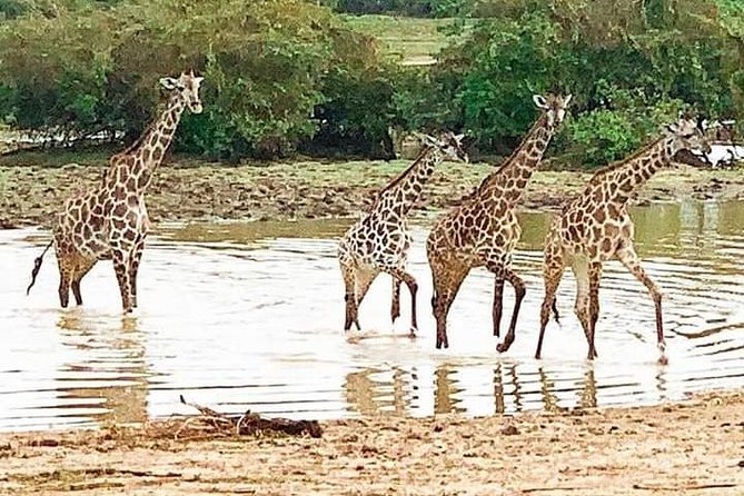 3 Days Selous Game Reserve Driver From Dar Es Salaam - Transportation Details