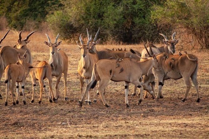 3 DAYS SELOUS SAFARI From Dar Es Salaam by Car, Flight Zanzibar - Good To Know