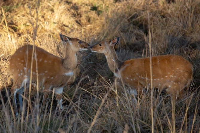 3 DAYS SELOUS SAFARI From Dar Es Salaam by Car, Flight Zanzibar - Included Meals