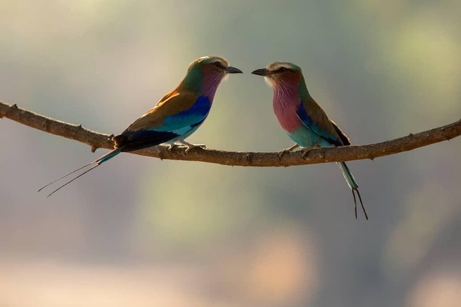 3 DAYS SELOUS SAFARI From Dar Es Salaam by Car, Flight Zanzibar - Inclusions and Exclusions