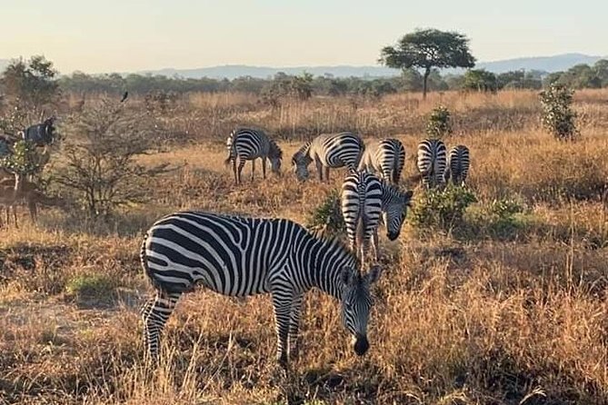 3 DAYS SELOUS SAFARI From Dar Es Salaam by Car, Flight Zanzibar - Pickup Information