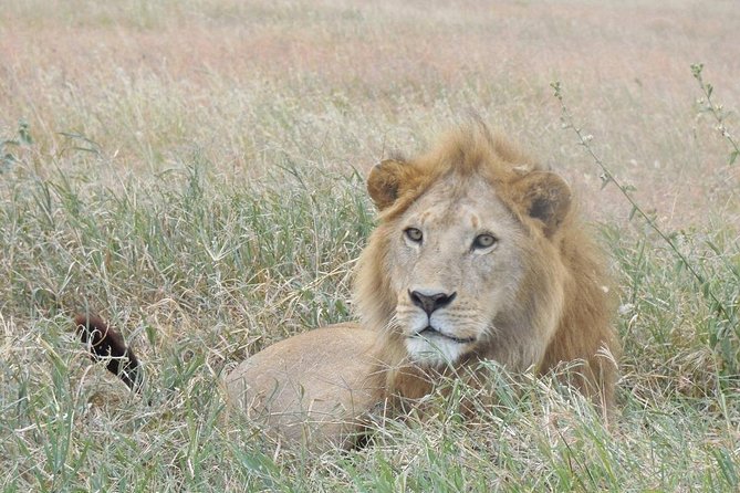 3 DAYS SELOUS SAFARI From Dar Es Salaam by Car, Flight Zanzibar - Additional Tour Information