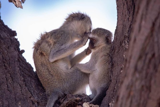 3 DAYS SELOUS SAFARI From Dar Es Salaam by Car, Flight Zanzibar - Cancellation Policy
