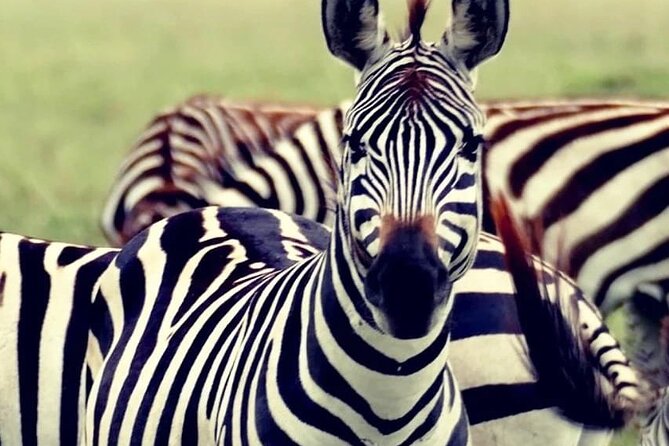 3 Days Serengeti National Park - Day 3: Final Safari Experience