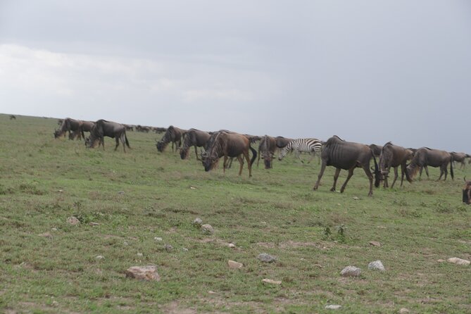 3 Days Serengeti National Park - Accommodation Details
