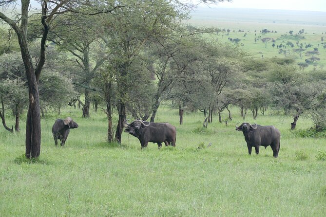 3 Days Serengeti National Park - Meals Included