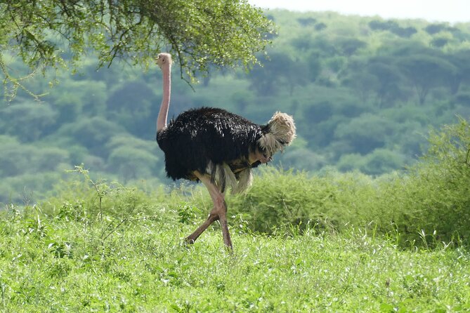 3 Days Serengeti National Park - Transportation Information