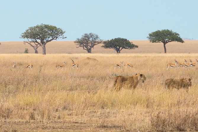 3 Days Serengeti & Ngorongoro Creater - Frequently Asked Questions