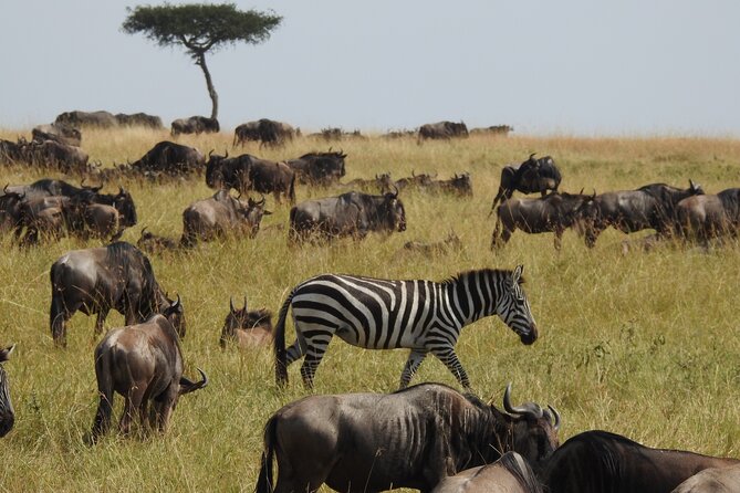 3 Days Share Group Safari From Arusha - Tour Logistics