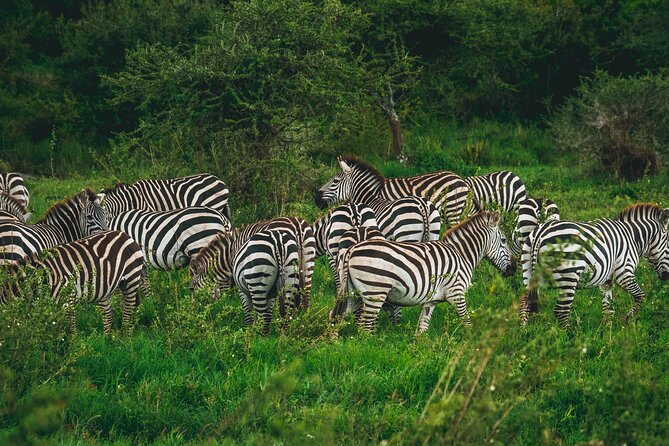 3 Days Shared Safari Tour Tanzania - Frequently Asked Questions