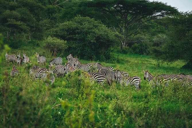 3 Days Shared Safari Tour Tanzania - The Sum Up
