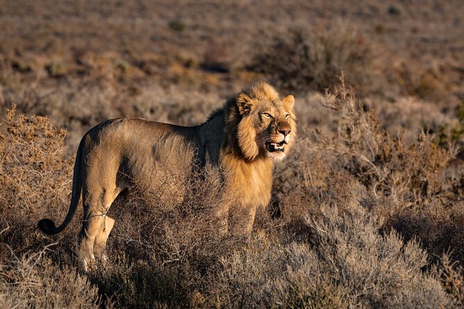 3 Days Tanzania Private Big 5 Safari With Midrange Lodge - Good To Know