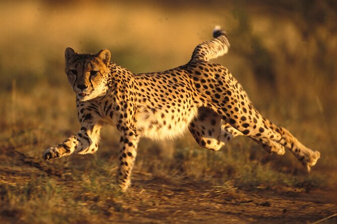 3 Days Tanzania Safari to Manyara Tarangire and Ngorongoro - Booking and Contact Information