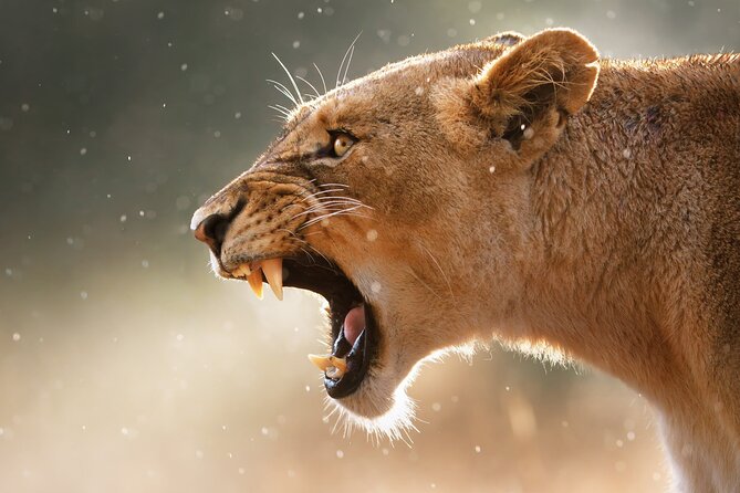 3 Days Tanzania Safari to Manyara Tarangire and Ngorongoro - Frequently Asked Questions