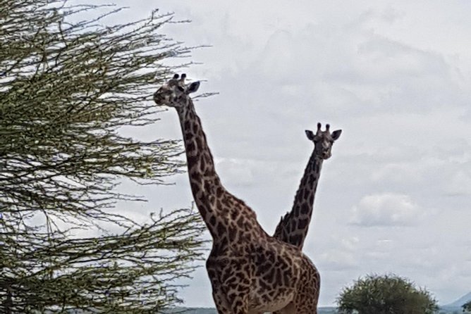 3 Days Tarangire, Manyara & Ngorongoro Mid-Range Camping Safari Tour Tanzania - The Sum Up