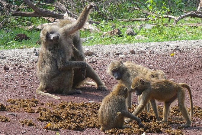 3 Days Tarangire National Park, Ngorongoro Crater & Lake Manyara - Frequently Asked Questions