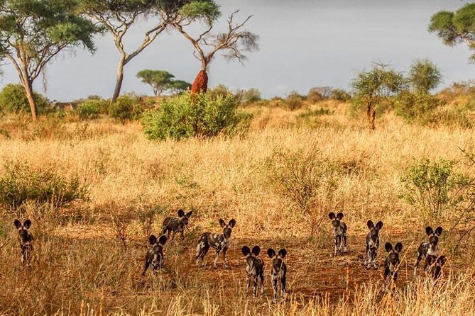 3 Days Tarangire National Park Wildlife Safari - Professional Guided Tours
