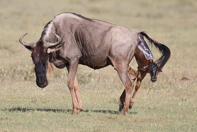 3 Days Tarangire, Ngorongoro Craeter & Lake Manyara - Meals Included