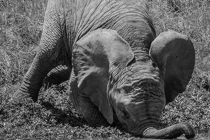 3 Days Tarangire, Ngorongoro Craeter & Lake Manyara - Transportation Logistics