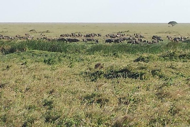 3 Days Tarangire , Ngorongoro Crater & Manyara From Zanzibar - Pickup Points