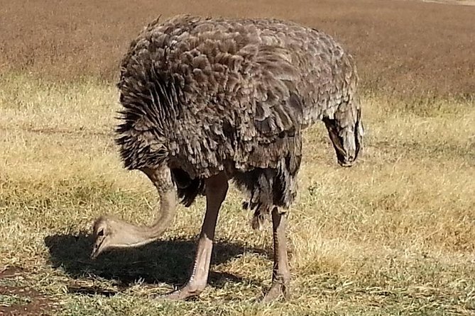 3 Days Tarangire , Ngorongoro Crater & Manyara From Zanzibar - Frequently Asked Questions