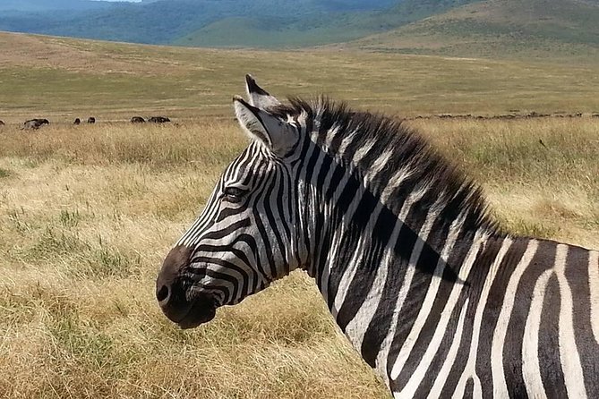 3 Days Tarangire , Ngorongoro Crater & Manyara From Zanzibar - The Sum Up