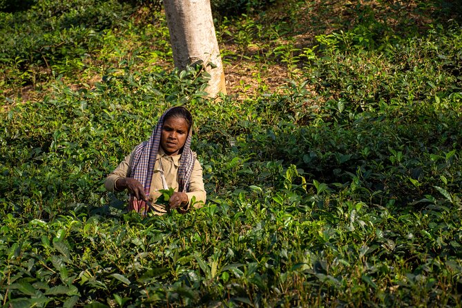 3 Days Teagarden and Rainforest Tour in Sreemangal - Accommodation Details