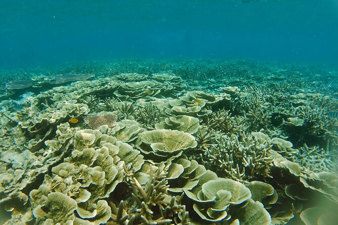 3 Days Tioman Island Package From Singapore (Private Tour) - Common Questions