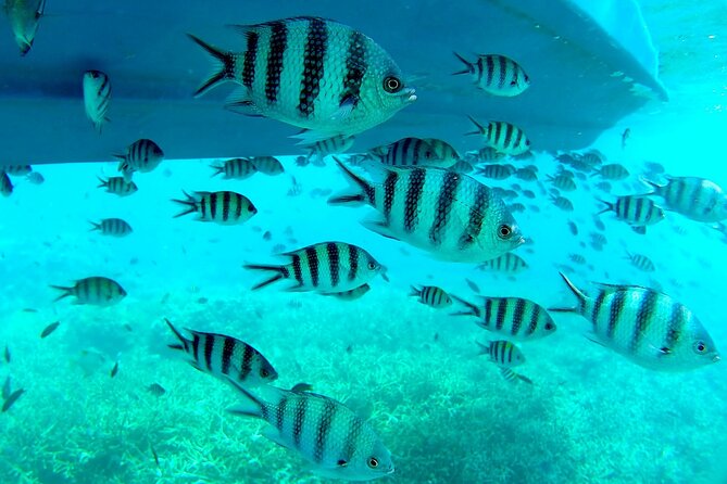 3 Days Tioman Island Package From Singapore (Private Tour) - The Sum Up