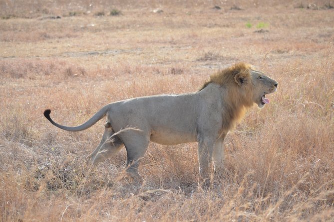 3 Days to Mikumi National Park From Dar Es Salaam - Tour Details