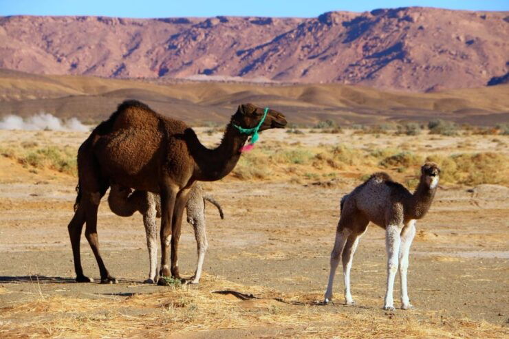 3 Days-Tour From Marrakech to Zagora Desert by 4x4 & Guide - Tour Itinerary Overview