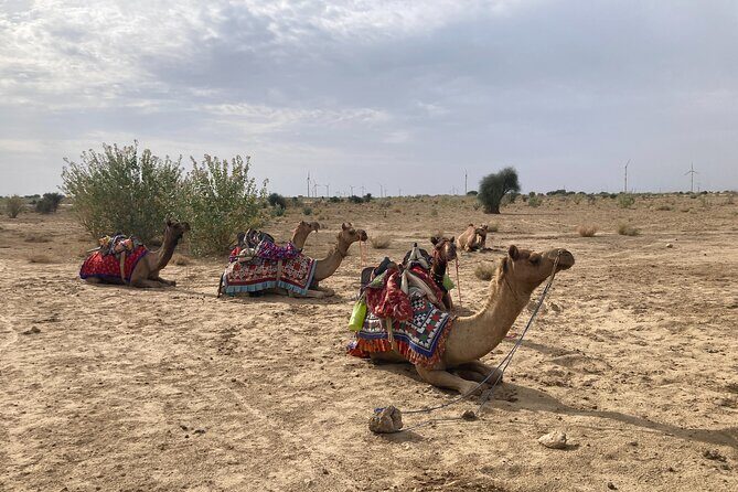 3 Days Tour in Wild Desert Safari - Starting Point and First Impressions