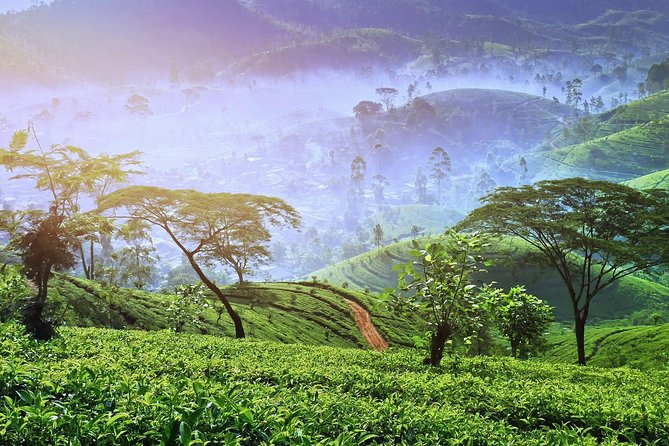 3 Days Tour of Ella, Nuwara Eliya and Haputale - Day 2: Discovering Nuwara Eliya